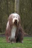 BEARDED COLLIE 410